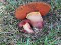 Suillellus&nbsp;mendax&nbsp;-&nbsp;Kurznetziger Hexenr�hrling&nbsp;-&nbsp;H�rsingen