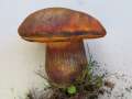 Suillellus&nbsp;mendax&nbsp;-&nbsp;Kurznetziger Hexenr�hrling&nbsp;-&nbsp;H�rsingen