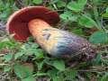 Suillellus&nbsp;luridus&nbsp;-&nbsp;Netzstieliger Hexenr�hrling&nbsp;-&nbsp;H�rsingen