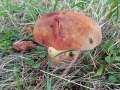 Suillellus&nbsp;queletii&nbsp;-&nbsp;Glattstieliger Hexenr�hrling&nbsp;-&nbsp;H�rsingen