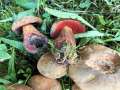 Suillellus luridus - Netzstieliger Hexenrhrling - Behnsdorf