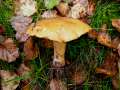 Suillus variegatus - Sand-Rhrling - Arendsee