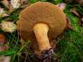 Suillus variegatus - Sand-Rhrling - Arendsee