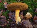 Suillus variegatus - Sand-Rhrling - Arendsee