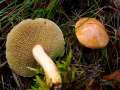 Suillus bovinus - Kuhrhrling - Arendsee