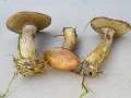 Suillus&nbsp;viscidus&nbsp;-&nbsp;Grauer L�rchen-R�hrling&nbsp;-&nbsp;Beendorf