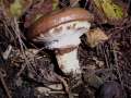 Suillus luteus - Butter - Rhrling - Helmstedt