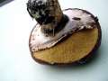 Suillus luteus - Butter - Rhrling - Helmstedt