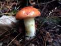 Suillus granulatus - Krnchenrhrling - Hdingen