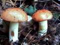 Suillus granulatus - Krnchenrhrling - Hdingen