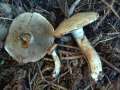 Suillus viscidus - Grauer Lrchen-Rhrling - Hdingen