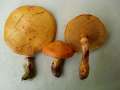 Suillus grevillei - Goldrhrling - Mariental-Horst