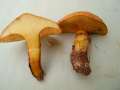 Suillus grevillei - Goldrhrling - Mariental-Horst