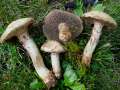 Suillus viscidus - Grauer Lrchen-Rhrling - Mariental-Horst