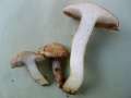Suillus viscidus - Grauer Lrchen-Rhrling - Mariental-Horst