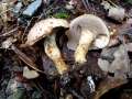Grauer L�rchen-R�hrling