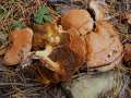 Suillus bovinus - Kuhrhrling - Weferlingen-Walbeck