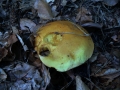 Suillus grevillei - Goldrhrling - Weferlingen