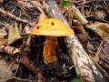 Suillus grevillei - Goldrhrling - Weferlingen