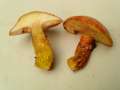 Suillus grevillei - Goldrhrling - Weferlingen