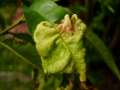 Taphrina deformans - Kruselkrankheit - Hdingen