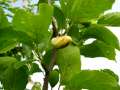 Taphrina pruni - Pflaumen Narrentasche - Hrsingen