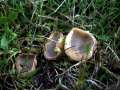 Tarzetta cupularis - Napffrmiger Kelchbecherling - Hdingen