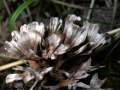 Thelephora caryophyllea - Nelkenfrmiger Warzenpilz - Hdingen