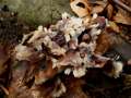 Thelephora&nbsp;penicillata&nbsp;-&nbsp;Wei�er Warzenpilz&nbsp;-&nbsp;H�dingen