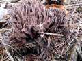 Thelephora palmata - Stinkender Warzenpilz - Walbeck