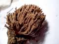 Thelephora palmata - Stinkender Warzenpilz - Walbeck
