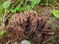 Thelephora palmata - Stinkender Warzenpilz - Weferlingen-Walbeck