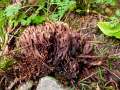 Thelephora palmata - Stinkender Warzenpilz - Weferlingen-Walbeck