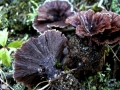 Thelephora&nbsp;terrestris&nbsp;-&nbsp;Erd Warzenpilz&nbsp;-&nbsp;Weferlingen