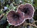 Thelephora&nbsp;terrestris&nbsp;-&nbsp;Erd Warzenpilz&nbsp;-&nbsp;Weferlingen