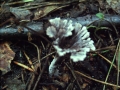Thelephora caryophyllea - Nelkenfrmiger Warzenpilz - Weferlingen