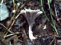 Thelephora caryophyllea - Nelkenfrmiger Warzenpilz - Weferlingen