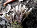 Thelephora caryophyllea - Nelkenfrmiger Warzenpilz - Weferlingen