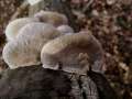 Trametes hirsuta - Striegelige Tramete - Hdingen