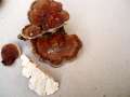 Trametes&nbsp;ochracea&nbsp;-&nbsp;Zonen Tramete&nbsp;-&nbsp;H�dingen