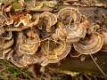 Trametes&nbsp;versicolor&nbsp;-&nbsp;Schmetterlings Tramete&nbsp;-&nbsp;Seggerde