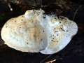 Trametes suaveolens - Anis Tramete - Sexau