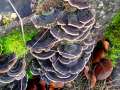 Trametes&nbsp;versicolor&nbsp;-&nbsp;Schmetterlings Tramete&nbsp;-&nbsp;Walbeck
