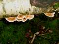 Trametes ochracea - Zonen-Tramete - Weferlingen-Walbeck