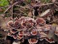 Trametes versicolor - Schmetterlings - Tramete - Weferlingen-Walbeck