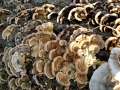 Trametes&nbsp;versicolor&nbsp;-&nbsp;Schmetterlings Tramete&nbsp;-&nbsp;Weferlingen-Walbeck
