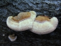 Trametes hirsuta - Striegelige Tramete - Weferlingen