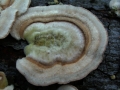 Trametes hirsuta - Striegelige Tramete - Weferlingen
