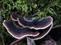 Trametes versicolor - Schmetterlings Tramete - Weferlingen