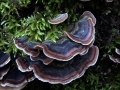 Trametes versicolor - Schmetterlings Tramete - Weferlingen